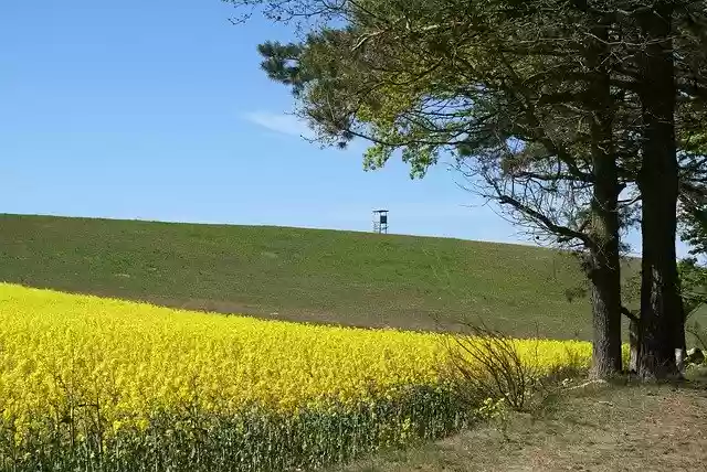 Free download Field Of Rapeseeds In The -  free photo or picture to be edited with GIMP online image editor