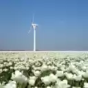 Field of white flowers  screen for extension Chrome web store in OffiDocs Chromium