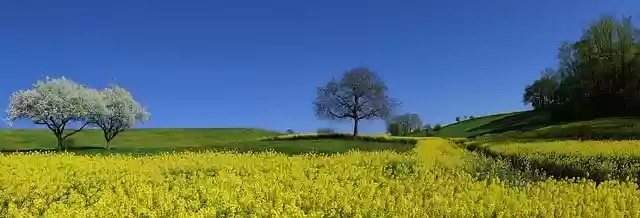 Free download field rapeseed yellow apple free picture to be edited with GIMP free online image editor
