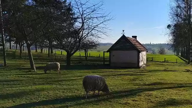 Free download Field Sheep Livestock -  free photo or picture to be edited with GIMP online image editor