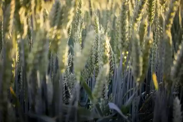 Free download field wheat harvest ecology cereal free picture to be edited with GIMP free online image editor