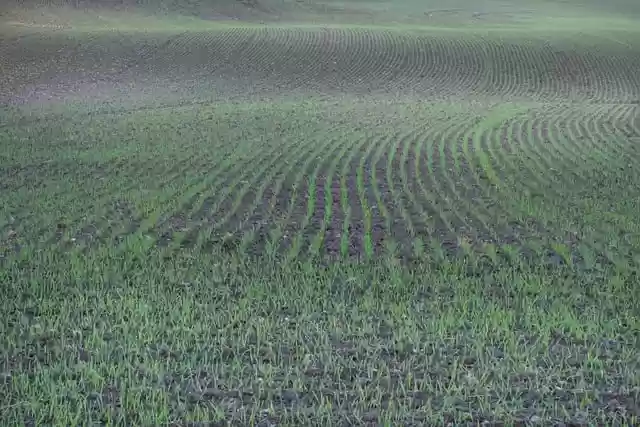 Free download field winter sowing fall landscape free picture to be edited with GIMP free online image editor