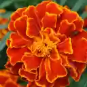 Fiery orange flowers  screen for extension Chrome web store in OffiDocs Chromium