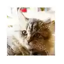 FiFi CAT  screen for extension Chrome web store in OffiDocs Chromium