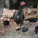 Fighting Chickens  screen for extension Chrome web store in OffiDocs Chromium