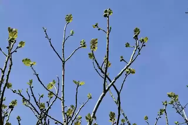 Free download Fig Tree Branches Of A -  free photo or picture to be edited with GIMP online image editor