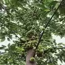 fig tree wallpaper  screen for extension Chrome web store in OffiDocs Chromium