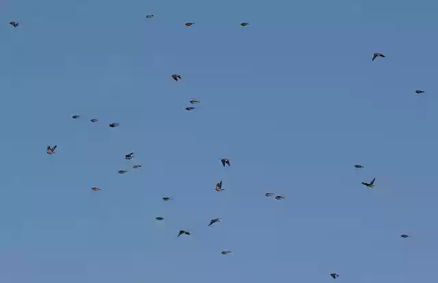 Free download Finches In Flight Small Birds -  free free photo or picture to be edited with GIMP online image editor