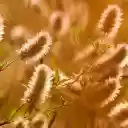 Finger flowers  screen for extension Chrome web store in OffiDocs Chromium