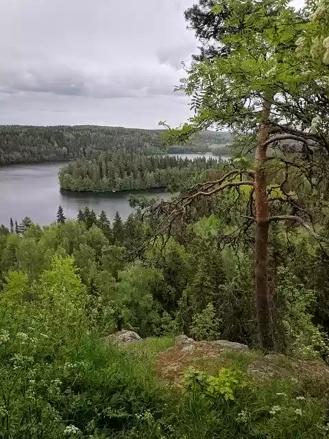 Free download Finland Pine Tree Lake -  free photo or picture to be edited with GIMP online image editor