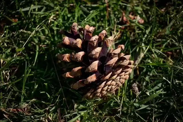 Free download Fir Apple Grass -  free photo or picture to be edited with GIMP online image editor