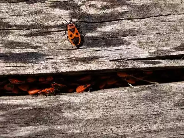 Free download Fire Bug Insect Close Up -  free photo or picture to be edited with GIMP online image editor