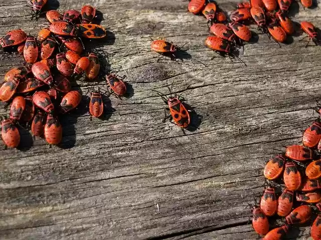 Free download Fire Bugs Insect Close Up -  free photo or picture to be edited with GIMP online image editor