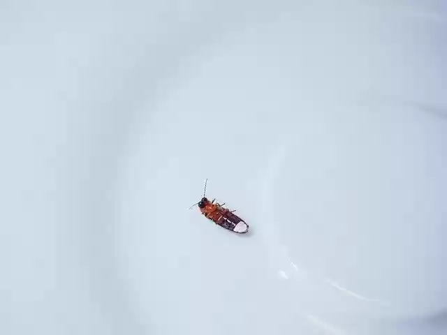 Free download Firefly Glowworm Lampyridae -  free photo or picture to be edited with GIMP online image editor