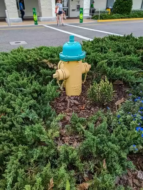 Free download fire hydrant store front ferns free picture to be edited with GIMP free online image editor