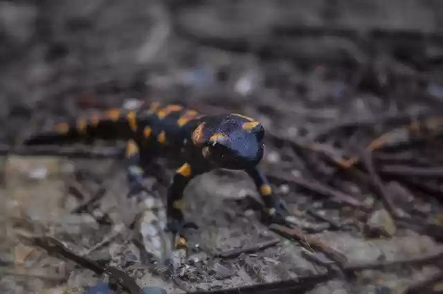 Free download Fire Salamander -  free photo or picture to be edited with GIMP online image editor