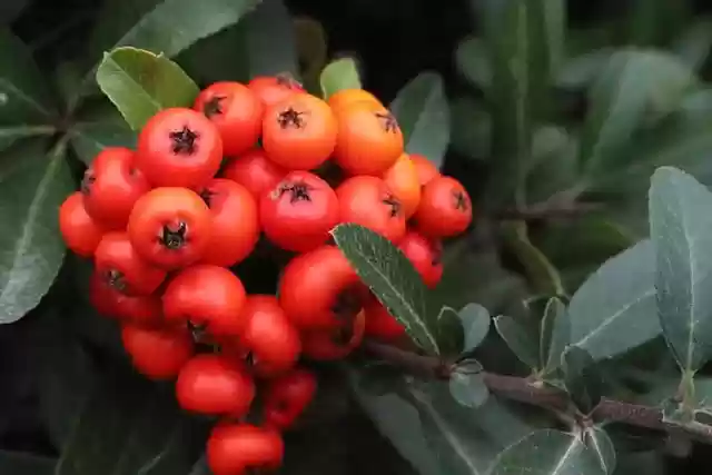 Free download fire thorn red berries bush free picture to be edited with GIMP free online image editor