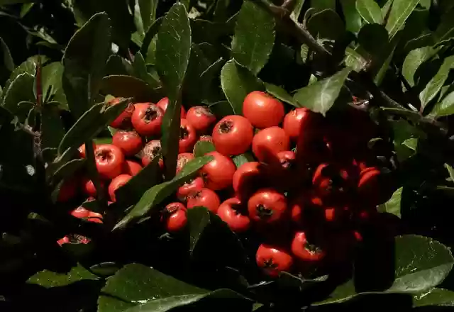ดาวน์โหลดฟรี fire thorn red berries tree ปล่อยให้รูปภาพฟรีเพื่อแก้ไขด้วย GIMP โปรแกรมแก้ไขรูปภาพออนไลน์ฟรี