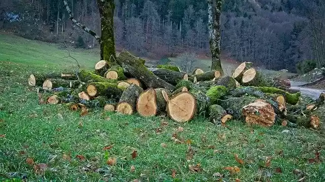 Free download Firewood Tree Trunks Nature -  free free photo or picture to be edited with GIMP online image editor