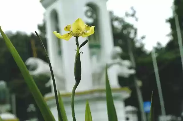 Free download Fireworks Flowers Flora -  free photo template to be edited with GIMP online image editor