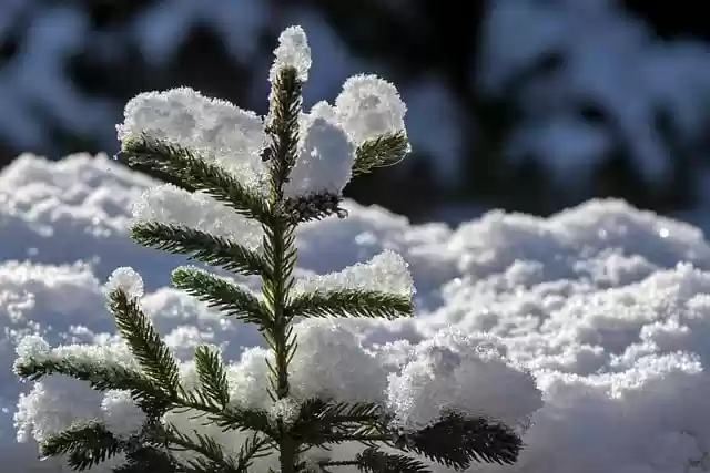 Free download fir tree fir green snow young shoot free picture to be edited with GIMP free online image editor