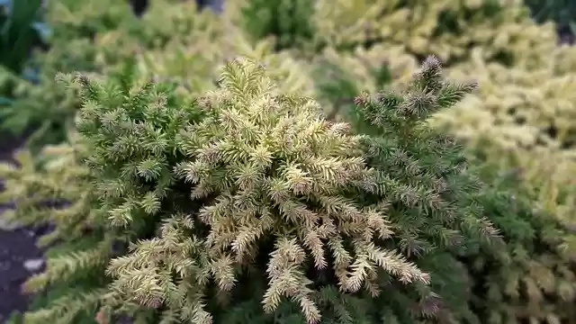 Free download Fir Tree Garden Abstract Images -  free photo or picture to be edited with GIMP online image editor