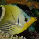 Fish and pointed lips  screen for extension Chrome web store in OffiDocs Chromium