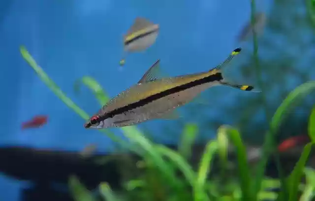 Free download Fish Aquarium Sea -  free photo or picture to be edited with GIMP online image editor