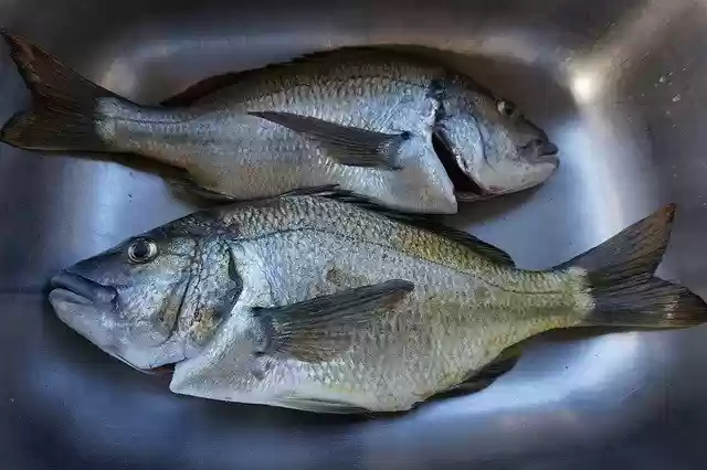 Free download Fish Bream Fishing -  free photo or picture to be edited with GIMP online image editor