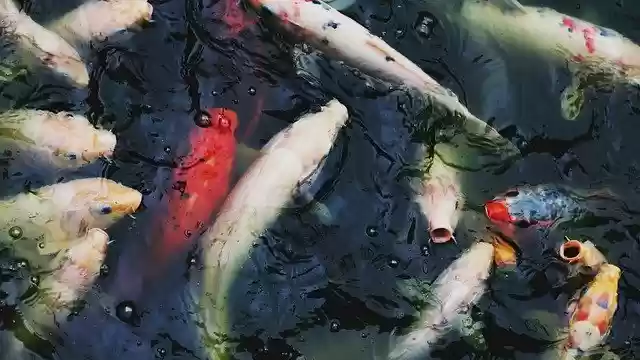 Free download Fish Carp Multi Color -  free photo or picture to be edited with GIMP online image editor
