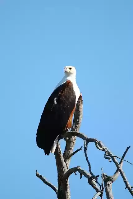 Free download Fisheagle Eagle Bird -  free photo or picture to be edited with GIMP online image editor