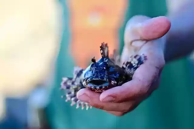 Free download Fish Fishing Microfishing Young -  free free photo or picture to be edited with GIMP online image editor