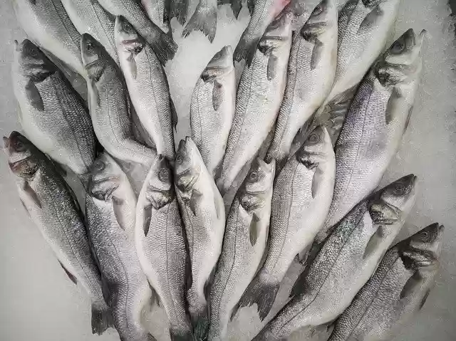 Free download Fish Fresh Food -  free photo or picture to be edited with GIMP online image editor