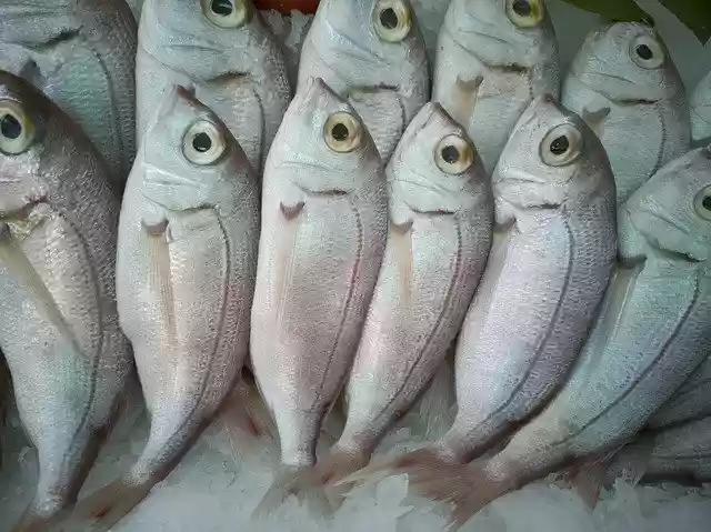Free download Fish Hunting Hunt -  free photo or picture to be edited with GIMP online image editor