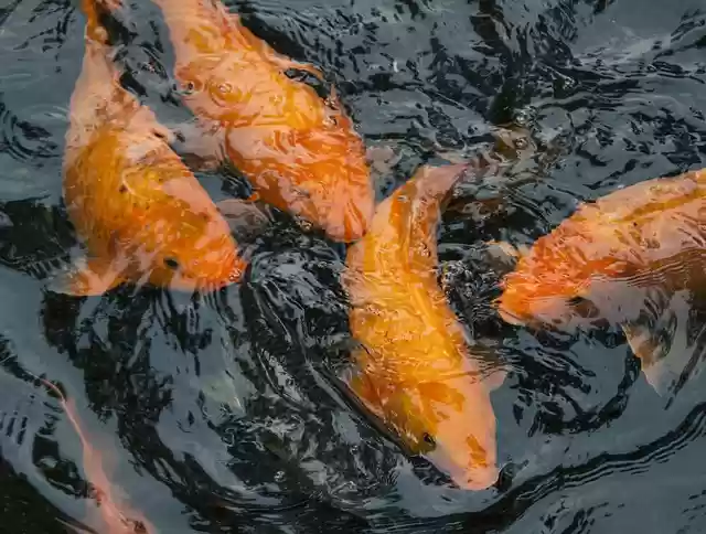 Free download fish koi pond animals nature free picture to be edited with GIMP free online image editor