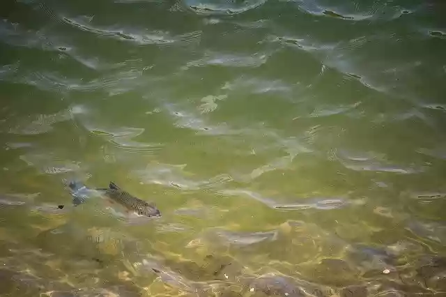 Free download Fish Lake Water -  free photo or picture to be edited with GIMP online image editor