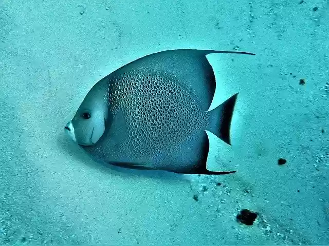 Free download Fish Marine Cozumel -  free photo or picture to be edited with GIMP online image editor