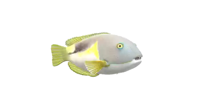 Free download Fish Maritime -  free illustration to be edited with GIMP free online image editor