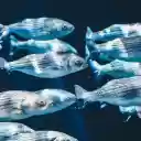 Fish swimming  screen for extension Chrome web store in OffiDocs Chromium