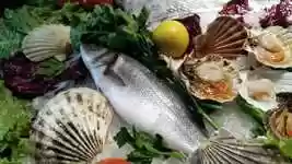 Free download Fish Venice Sea -  free video to be edited with OpenShot online video editor