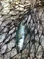 Free download fisk free photo or picture to be edited with GIMP online image editor