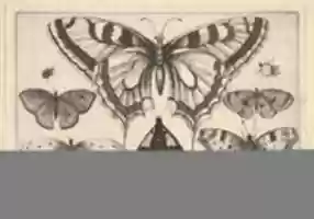 Free download Five Butterflies, a Moth and Two Beetles free photo or picture to be edited with GIMP online image editor