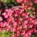 Five petaled flower  screen for extension Chrome web store in OffiDocs Chromium