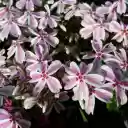 Five petal flower  screen for extension Chrome web store in OffiDocs Chromium