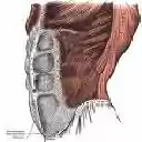 flacher bauch  screen for extension Chrome web store in OffiDocs Chromium