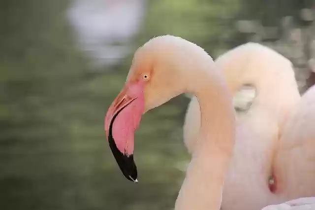 Free download Flamenco Birds Animals -  free photo or picture to be edited with GIMP online image editor