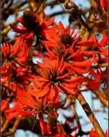 Free download flame-tree_56 free photo or picture to be edited with GIMP online image editor