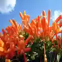 Flame vine flowers wallpapers  screen for extension Chrome web store in OffiDocs Chromium