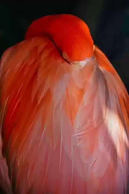 Free download flamingo bird wildlife shadows free picture to be edited with GIMP free online image editor