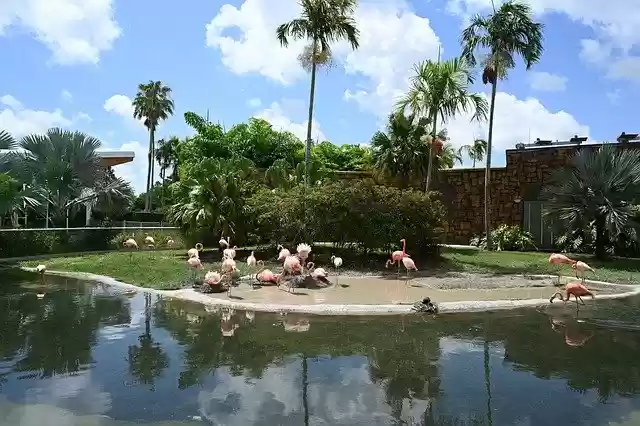 Free download Flamingo Miami Zoo Animal -  free photo or picture to be edited with GIMP online image editor